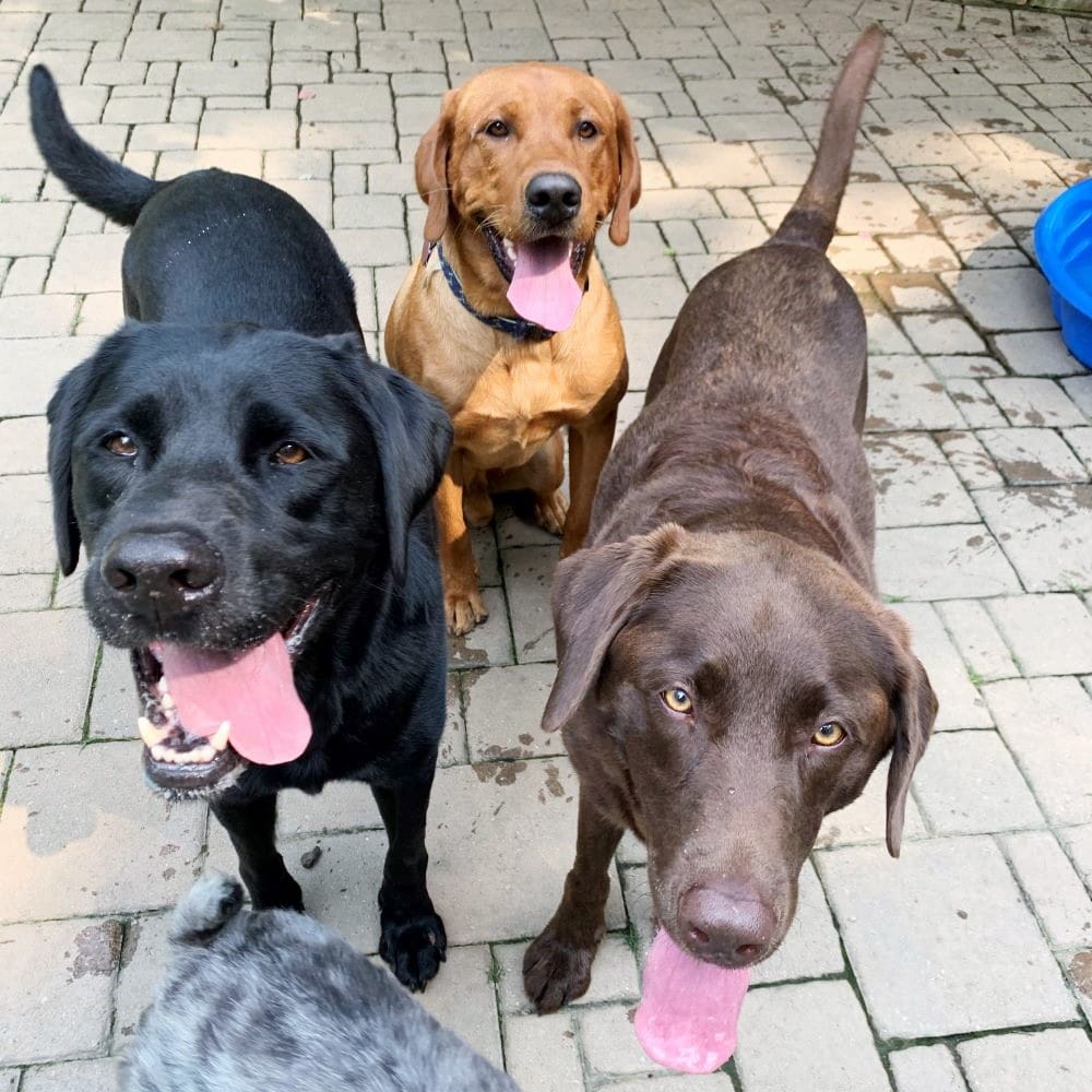 3 dogs on the patio looking at the camera