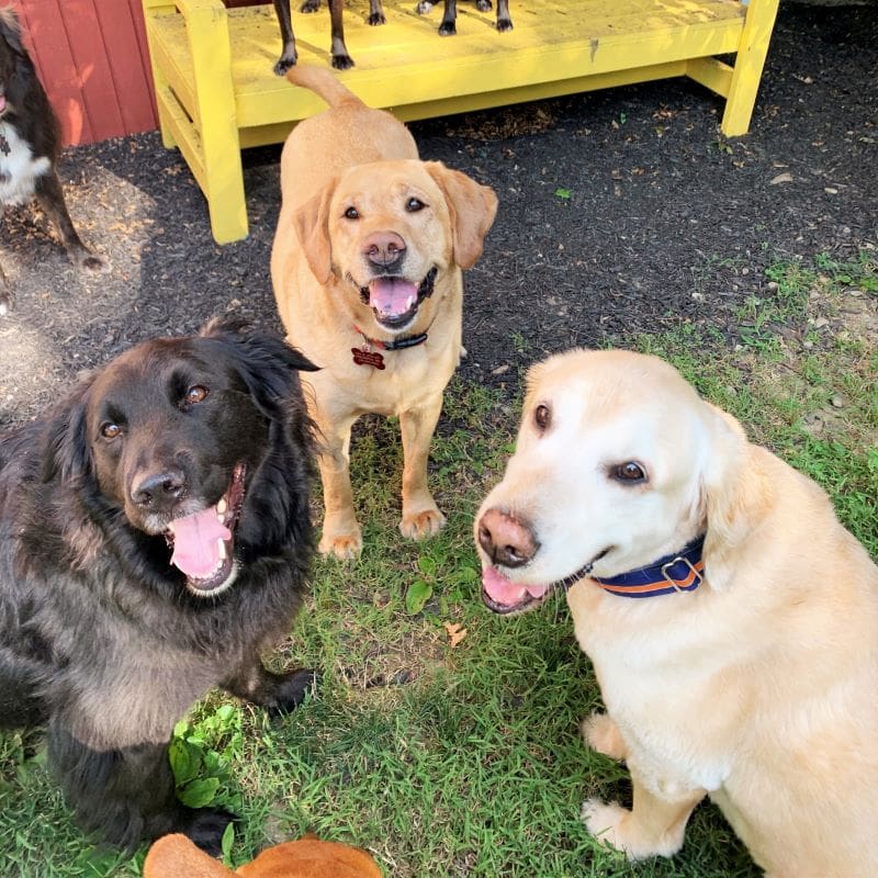 three dogs looking at the camera