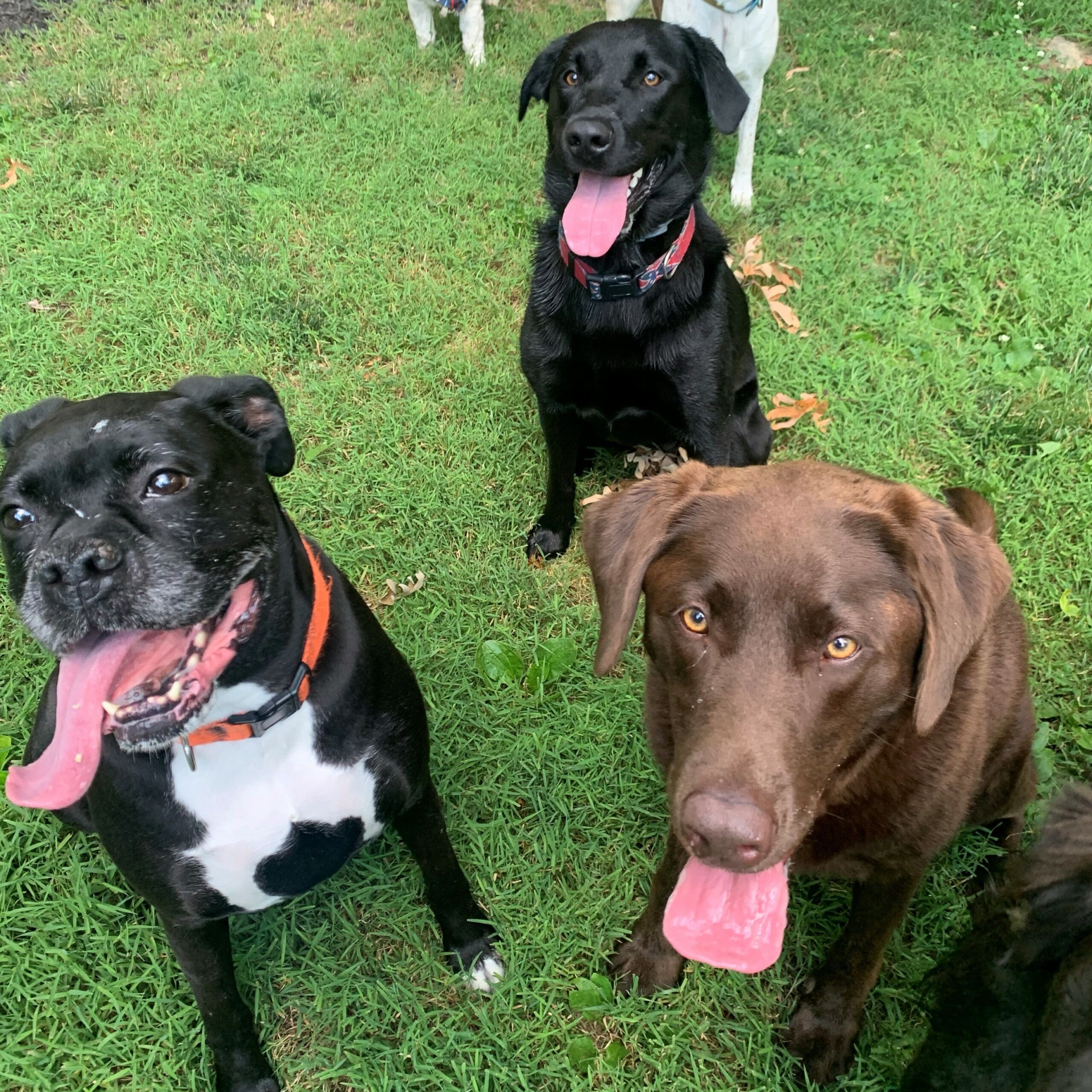 three dogs sitting in the grass looking at the camera