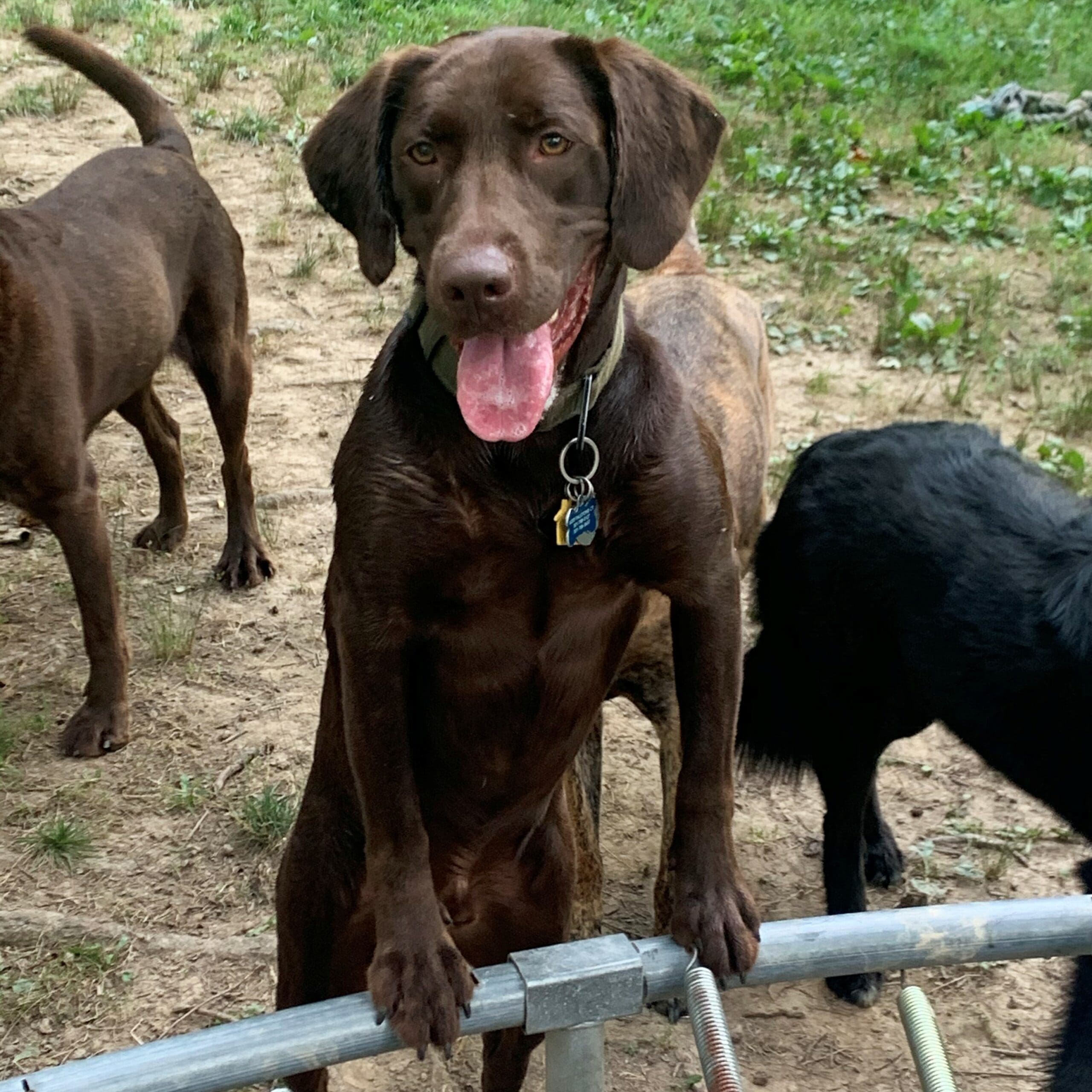 a brown dog with their two front paws up on a trampoline