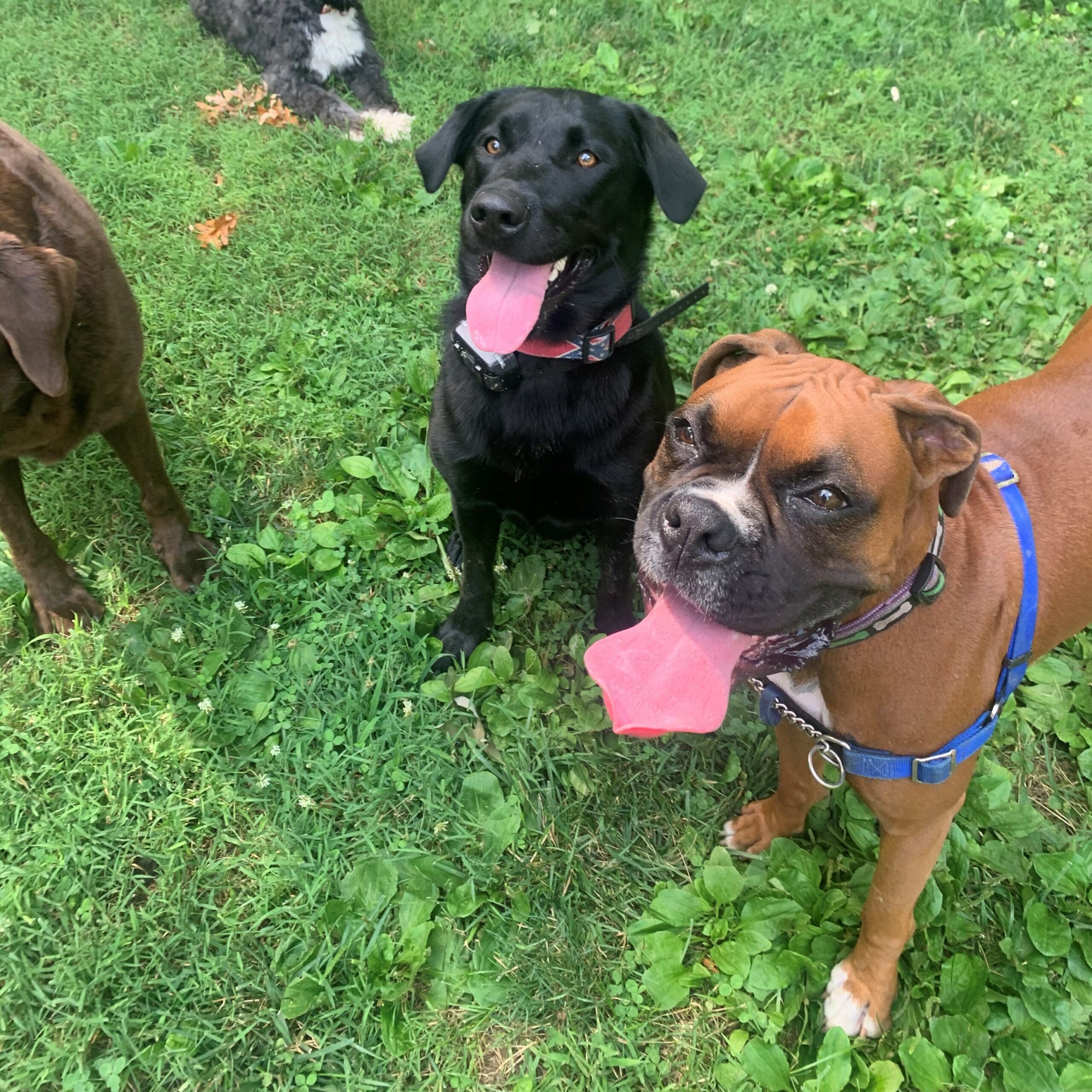 two dogs in the grass looking at the camera